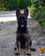 german shepherd puppy posted by Yosemite _Shepherds